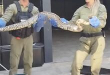 Guarda Ambiental resgata duas cobras na Região Oceânica de Niterói – Prefeitura Municipal de Niterói