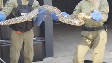 Guarda Ambiental resgata duas cobras na Região Oceânica de Niterói – Prefeitura Municipal de Niterói