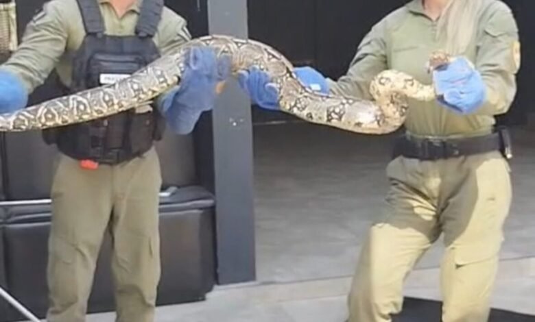 Guarda Ambiental resgata duas cobras na Região Oceânica de Niterói – Prefeitura Municipal de Niterói