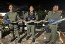 Guarda Municipal de Niterói resgata serpente no Engenho do Mato – Prefeitura Municipal de Niterói