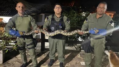 Guarda Municipal de Niterói resgata serpente no Engenho do Mato – Prefeitura Municipal de Niterói