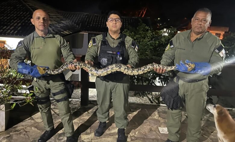Guarda Municipal de Niterói resgata serpente no Engenho do Mato – Prefeitura Municipal de Niterói