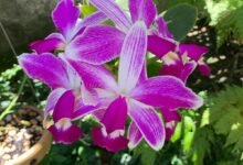 Niterói recebe a 40ª Exposição de Orquídeas com apoio da Prefeitura – Prefeitura Municipal de Niterói