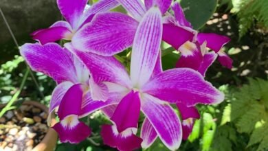 Niterói recebe a 40ª Exposição de Orquídeas com apoio da Prefeitura – Prefeitura Municipal de Niterói