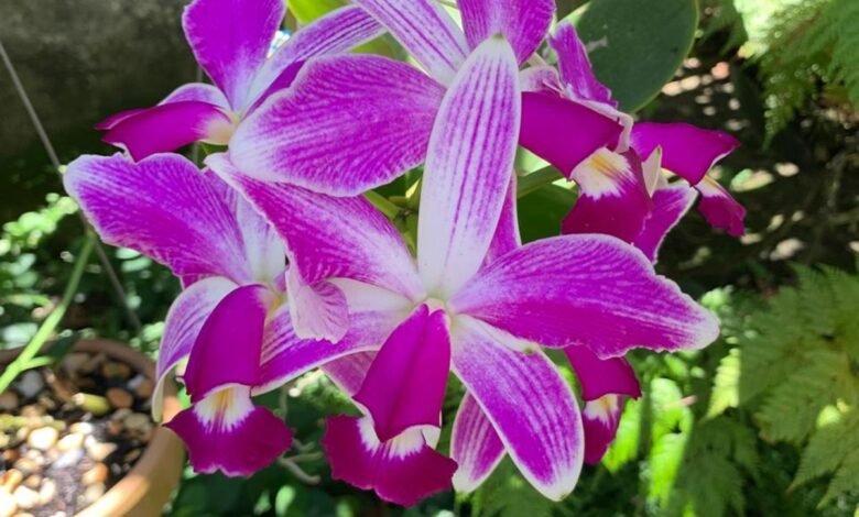 Niterói recebe a 40ª Exposição de Orquídeas com apoio da Prefeitura – Prefeitura Municipal de Niterói