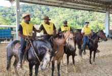 Parque Rural de Niterói recebe a 1º Expo Especializada do Mangalarga Marchador – Prefeitura Municipal de Niterói
