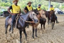Parque Rural de Niterói recebe campeonato hípico com provas de salto e entrada gratuita – Prefeitura Municipal de Niterói