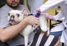 Ação Animal chega ao Horto do Barreto neste sábado (27) – Prefeitura Municipal de Niterói