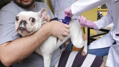 Ação Animal chega ao Horto do Barreto neste sábado (27) – Prefeitura Municipal de Niterói