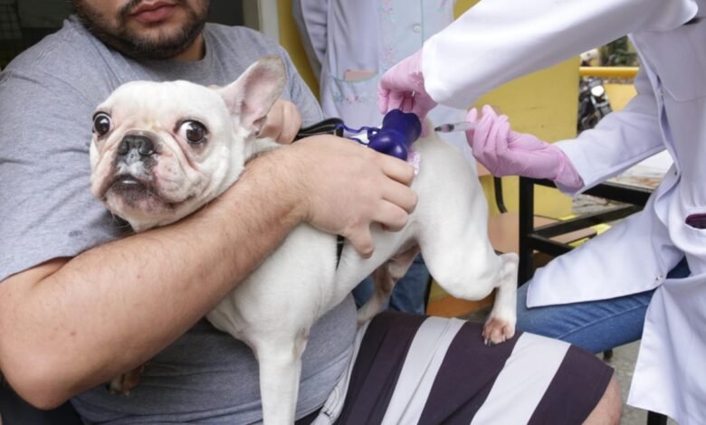 Ação Animal chega ao Horto do Barreto neste sábado (27) – Prefeitura Municipal de Niterói