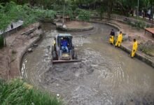 Equipes da Prefeitura começam a limpeza dos lagos do Campo de São Bento – Prefeitura Municipal de Niterói