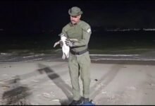 Temporada de pinguins começa em Niterói e Guarda Ambiental orienta população sobre como agir – Prefeitura Municipal de Niterói