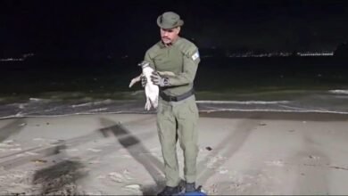 Temporada de pinguins começa em Niterói e Guarda Ambiental orienta população sobre como agir – Prefeitura Municipal de Niterói