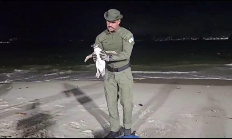 Temporada de pinguins começa em Niterói e Guarda Ambiental orienta população sobre como agir – Prefeitura Municipal de Niterói