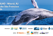 Niterói promove capacitação gratuita sobre interação responsável com baleias e golfinhos na Baía de Guanabara