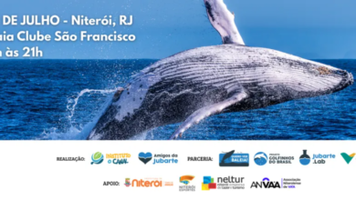 Niterói promove capacitação gratuita sobre interação responsável com baleias e golfinhos na Baía de Guanabara