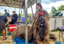 Parque Rural de Niterói reúne exposição de Cães de Raça, competição nacional, adoção responsável e serviços gratuitos