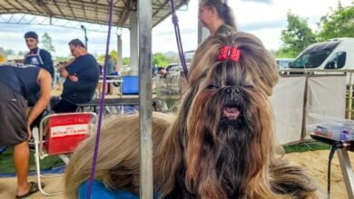 Parque Rural de Niterói reúne exposição de Cães de Raça, competição nacional, adoção responsável e serviços gratuitos