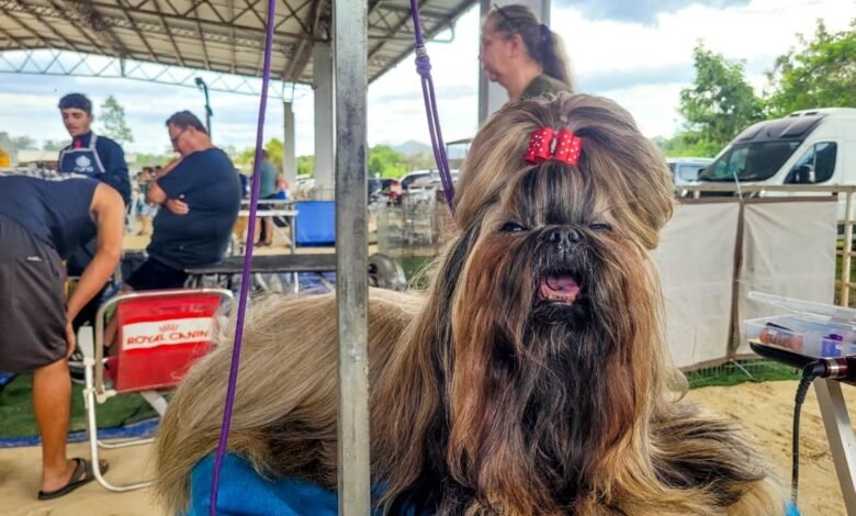 Parque Rural de Niterói reúne exposição de Cães de Raça, competição nacional, adoção responsável e serviços gratuitos